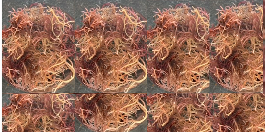 Raw Sea Moss